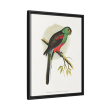 Beautiful or Paradise Parrakeet (Psephotus pulcherrimus) colored wood-engraved plate by Alexander Francis Lydon