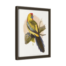 Lydon's Yellow-Rumped Parrakeet | Vintage Bird Wall Art Print