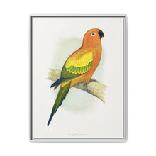 Sun Parrakeet (Aratinga solstitialis) colored wood-engraved plate by Alexander Francis Lydon - NOMADEN ART GALLERY