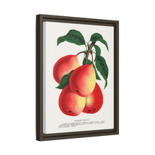 Vermont Beauty pear lithograph. Digitally enhanced from our own original 1900 edition plates of Botanical Specimen published by Rochester Lithographing