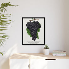 Early Ohio grape lithograph. Digitally enhanced from our own original 1900 edition plates of Botanical Specimen published by Rochester Lithographing