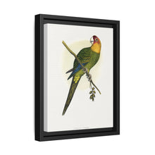 Carolina Parrot (Conuropsis carolinensis) colored wood-engraved plate by Alexander Francis Lydon. - NOMADEN ART GALLERY
