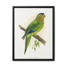 Petz's Conure (Aratinga canicularis) colored wood-engraved plate by Alexander Francis Lydon - NOMADEN ART GALLERY