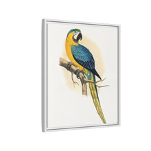 Blue and Yellow Macaw (Ara ararauna) colored wood-engraved plate by Alexander Francis Lydon