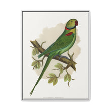 Alexandrine Parakeet (Psittacula eupatria) colored wood-engraved plate by Alexander Francis Lydon. - NOMADEN ART GALLERY