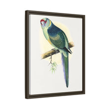 Barnard's Parrakeet (Barnardius barnardi) colored wood-engraved plate by Alexander Francis Lydon