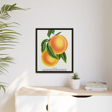 Champion plum lithograph from Botanical Specimen published by Rochester Lithographing