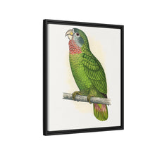 Jamaica Parrot (Amazona collaria) colored wood-engraved plate by Alexander Francis Lydon