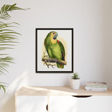 Blue-Fronted Amazon (Amazona aestiva) colored wood-engraved plate by Alexander Francis Lydon