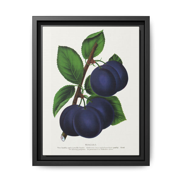 Niagara plum lithograph. Digitally enhanced from our own original 1900 edition plates of Botanical Specimen published by Rochester Lithographing - NOMADEN ART GALLERY