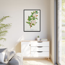 Spirea Aurea flowers lithograph. Digitally enhanced from our own original 1900 edition plates of Botanical Specimen published by Rochester Lithographing