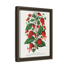 Prunus Triloba flower lithograph. Digitally enhanced from our own original 1900 edition plates of Botanical Specimen published by Rochester Lithographing