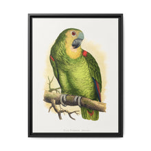 Blue-Fronted Amazon (Amazona aestiva) colored wood-engraved plate by Alexander Francis Lydon - NOMADEN ART GALLERY