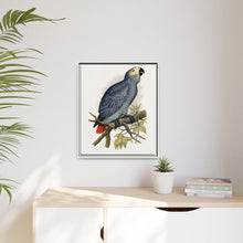 Grey Parrot (Psittacus erithacus) colored wood-engraved plate by Alexander Francis Lydon.