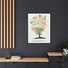 Purple Fringe tree lithograph. Digitally enhanced from our own original 1900 edition plates of Botanical Specimen published by Rochester Lithographing