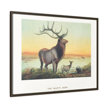 The Wapiti from Zoological sketches (1861-1867) by Joseph Wolf and Philip Lutley Sclater