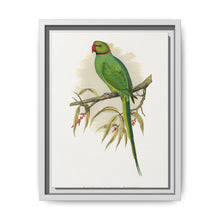 Ring-Necked or Bengal Parakeet (Psittacula columboides) colored wood-engraved plate by Alexander Francis Lydon - NOMADEN ART GALLERY