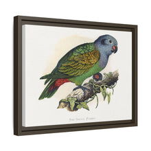 Red-Vented Parrot (Amazona martinicana) colored wood-engraved plate by Alexander Francis Lydon