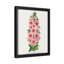 Prunus Triloba flower lithograph. Digitally enhanced from our own original 1900 edition plates of Botanical Specimen published by Rochester Lithographing - NOMADEN ART GALLERY