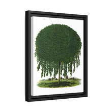 Kilmarnock Weeping Willow tree lithograph. Digitally enhanced from our own original 1900 edition plates of Botanical Specimen published by Rochester Lithographing - NOMADEN ART GALLERY