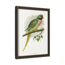 Javan Parrakeet (Psittacula alexandri) colored wood-engraved plate by Alexander Francis Lydon.