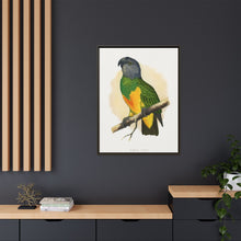 Senegal Parrot (Poicephalus senegalus) colored wood-engraved plate by Alexander Francis Lydon.