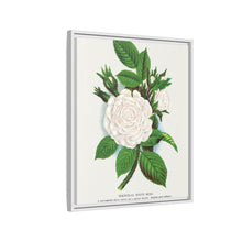 Rose, Perpetual White Moss lithograph. Digitally enhanced from our own original 1900 edition plates of Botanical Specimen published by Rochester Lithographing