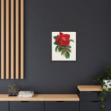 Red rose, Alfred Colomb lithograph. Digitally enhanced from our own original 1900 edition plates of Botanical Specimen published by Rochester Lithographing