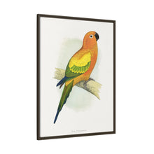 Sun Parrakeet (Aratinga solstitialis) colored wood-engraved plate by Alexander Francis Lydon