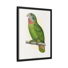 Jamaica Parrot (Amazona collaria) colored wood-engraved plate by Alexander Francis Lydon