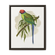 Blossom-Headed Parrakeet (Psittacula roseata) colored wood-engraved plate by Alexander Francis Lydon. - NOMADEN ART GALLERY