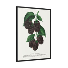 Lucretia Dewberry lithograph. Digitally enhanced from our own original 1900 edition plates of Botanical Specimen published by Rochester Lithographing