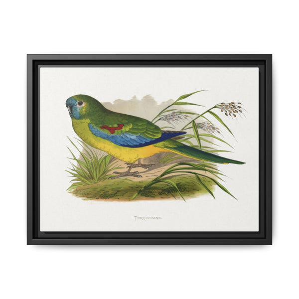 Turquoisine (Neophema pulchella) colored wood-engraved plate by Alexander Francis Lydon