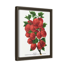 Industry Gooseberry lithograph. Digitally enhanced from our own original 1900 edition plates of Botanical Specimen published by Rochester Lithographing