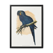 Hyacinthine Macaw (Anodorhynchus hyacinthinus) colored wood-engraved plate by Alexander Francis Lydon. - NOMADEN ART GALLERY