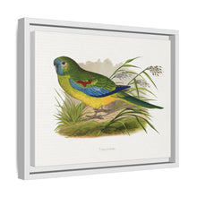 Turquoisine (Neophema pulchella) colored wood-engraved plate by Alexander Francis Lydon