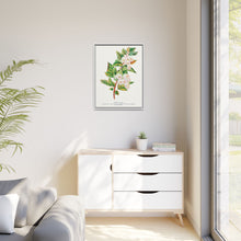 Spirea Aurea flowers lithograph. Digitally enhanced from our own original 1900 edition plates of Botanical Specimen published by Rochester Lithographing
