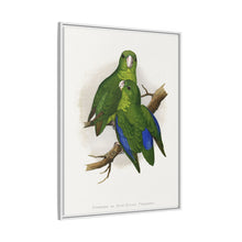 Passerine or Blue-winged Parrakeet (Psittacula columboides) colored wood-engraved plate by Alexander Francis Lydon