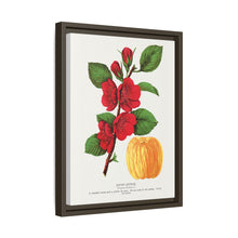 Japan Quince tree lithograph. Digitally enhanced from our own original 1900 edition plates of Botanical Specimen published by Rochester Lithographing