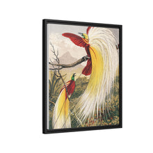 Birds of Paradise: Vintage Natural History Art by Benjamin Fawcett (1808 - 1893)