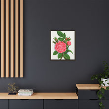 Pink rose, Salet Moss lithograph. Digitally enhanced from our own original 1900 edition plates of Botanical Specimen published by Rochester Lithographing