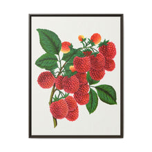 Shaffer's Colossal Raspberry Lithograph (1900) - NOMADEN ART GALLERY