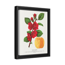 Japan Quince tree lithograph. Digitally enhanced from our own original 1900 edition plates of Botanical Specimen published by Rochester Lithographing - NOMADEN ART GALLERY