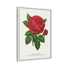 Red rose, General Jacquemont flower lithograph. Digitally enhanced from our own original 1900 edition plates of Botanical Specimen published by Rochester Lithographing