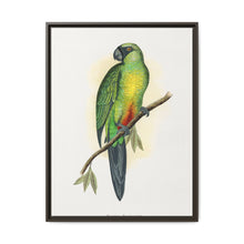 Masked Parrakeet (Prosopeia personata) colored wood-engraved plate by Alexander Francis Lydon