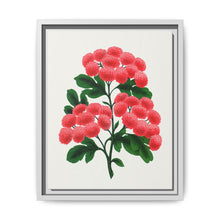 Paul's New Double Flowering Thorn lithograph. Digitally enhanced from our own original 1900 edition plates of Botanical Specimen published by Rochester Lithographing - NOMADEN ART GALLERY