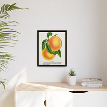 Champion plum lithograph from Botanical Specimen published by Rochester Lithographing
