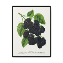 Snyder Blackberry lithograph from Botanical Specimen published by Rochester Lithographing - NOMADEN ART GALLERY