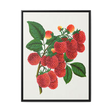 Shaffer's Colossal Raspberry Lithograph (1900) - NOMADEN ART GALLERY