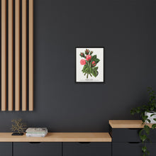Pink roses, Crested Moss lithograph. Digitally enhanced from our own original 1900 edition plates of Botanical Specimen published by Rochester Lithographing